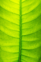 Close up of abstract green leaf background texture macro picture