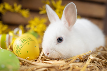 Hasen Ostern Baby