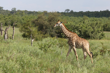 Giraffe / Giraffe / Giraffa Camelopardalis