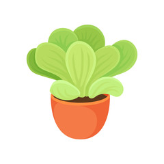 Succulent plant on white background. Potted flower.