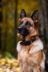 German shepherd dog in autumn forest