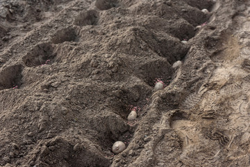 Potato tubers planting into the ground in early spring. 