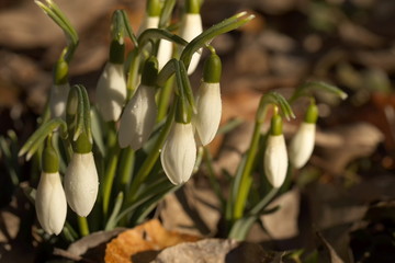 A bundle of snowdrops with closed drop-shaped blossoms standing in sunshine in a mulch
