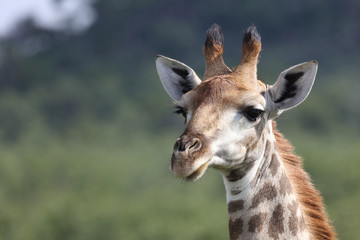 Obraz premium Giraffe / Giraffe / Giraffa Camelopardalis