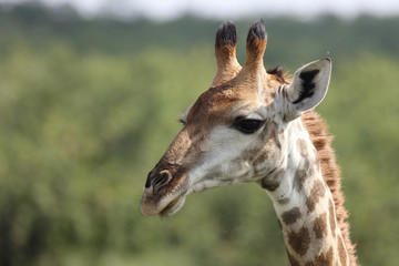 Giraffe / Giraffe / Giraffa Camelopardalis