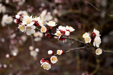 Branches of pink cherry blossoms. Close-up.