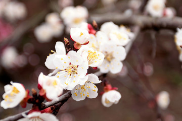 Cherry blossom spring background. Close-up.