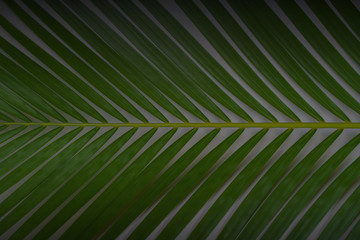 Creative tropical in Phuket Thailand green leaves layout. Nature spring concept. Flat lay.