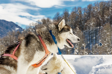 husky dog in the mountains, snowy landscape