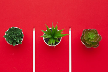 pencils and  two succulent plant on red background top view
