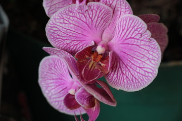 estas son diferentes tipos de flores y hojas, fotos tomadas en distintos lugares y jardines aqui podemos observar diferentes tipos,colores ,texturas y tamaños .           