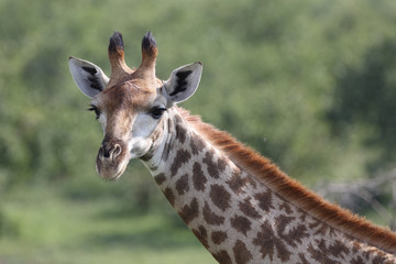 Giraffe / Giraffe / Giraffa Camelopardalis
