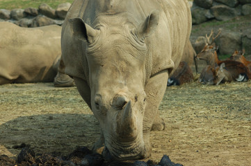 Obraz premium さい