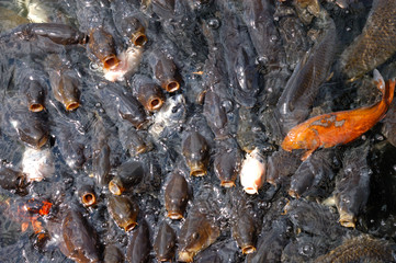 鯉