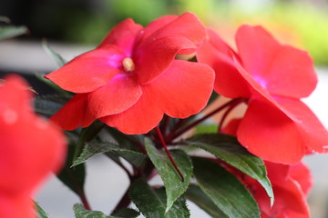 estas son diferentes tipos de flores y hojas, fotos tomadas en distintos lugares y jardines aqui podemos observar diferentes tipos,colores ,texturas y tamaños .           