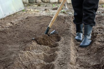 Potato tubers planting into the ground in early spring. Farmer working in garden with rake leveling ground.