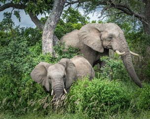 Elephants in Kruger National Park, South Africa.