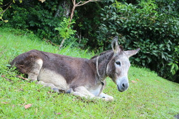 Esel in St. Vincent / Karibik
