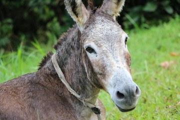 Esel in St. Vincent / Karibik