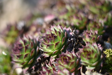 Fototapeta premium Hauswurz (Sempervivum)
