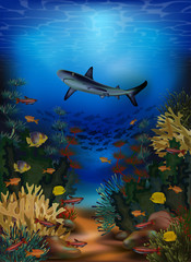 Underwater banner with shark and tropical fish, vector illustration