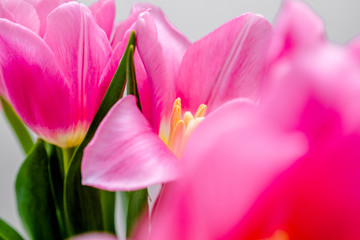 Bouquet of pink tulips on white background