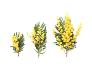 Beautiful mimosa flowers on white background