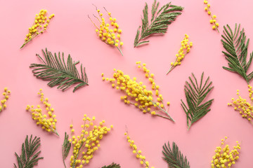 Beautiful mimosa flowers on color background