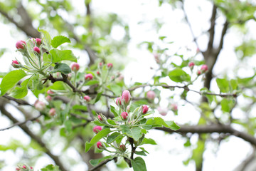 Apple tree branch with pink tender closed buds on a branch in close-up and with soft focus blur