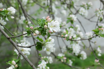 Apple tree is a wide open blooming flower in spring, surrounded by tender closed buds on a branch in close-up and with a soft focus blur 