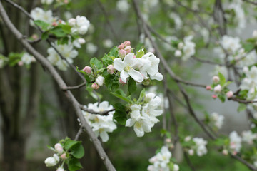 blooming apple tree in spring