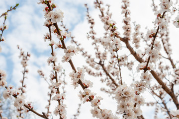 The beautiful spring blossoming apricot tree