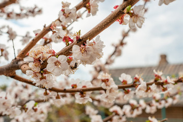 The beautiful spring blossoming apricot tree