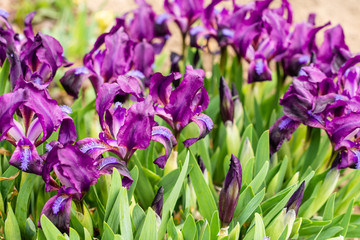 The beautiful spring blossoming flower an iris