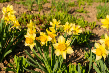 Obraz premium The beautiful spring blossoming flower an narcissus