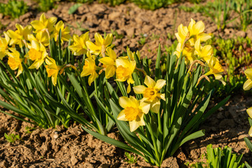 The beautiful spring blossoming flower an narcissus