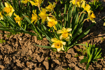 The beautiful spring blossoming flower an narcissus
