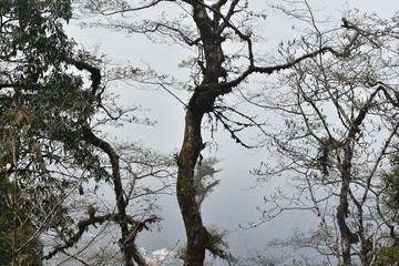 Natural Pic