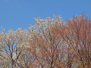 Fototapeta premium 桜と新緑のモミジ