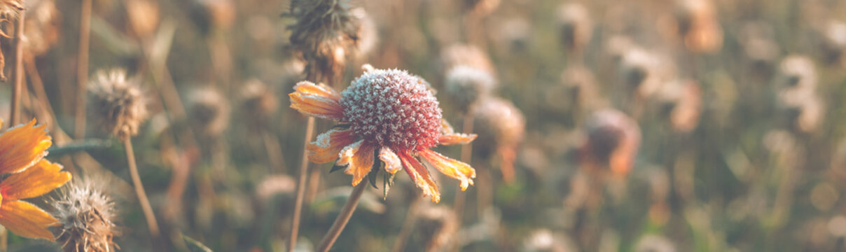 Beautiful dry flower covered with hoarfrost.
