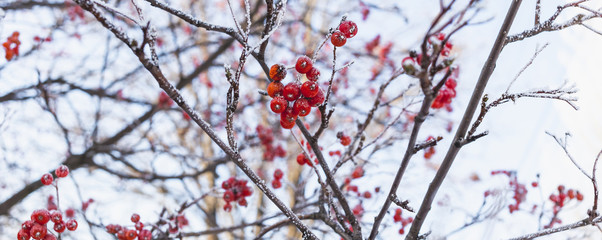 A branch of red rowan covered with hoarfrost