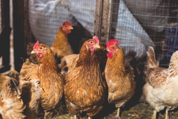 Chickens on the farm. Toned, style, color photo