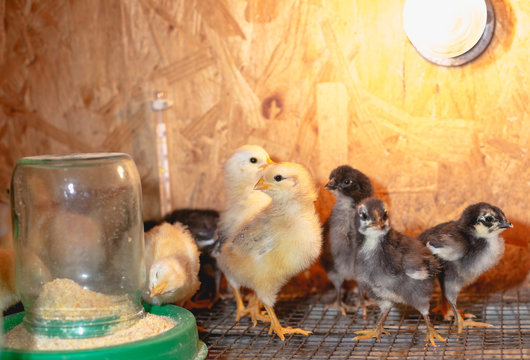 Little chickens in a brooder on the farm
