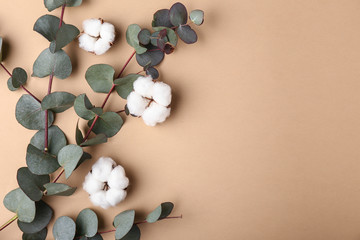 Beautiful cotton flowers with eucalyptus branches on color background