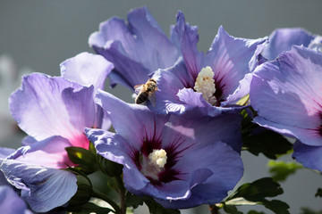 Blüten des gefüllten blauen Hibiskus mit Biene © Jürgen Nickel