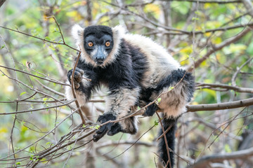 Black-and-white ruffed lemur, Varecia variegata, in its natural environment in Madagascar