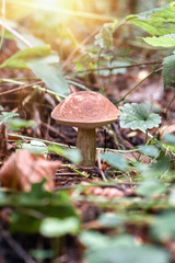 Mushroom leccinum in the forest, close up.