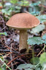 Mushroom leccinum in the forest, close up.