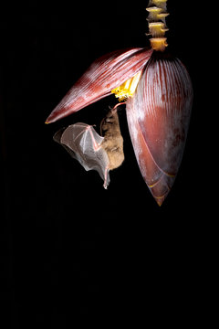 Pallas's long-tongued bat (Glossophaga soricina)