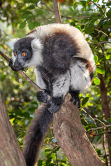 Black-and-white ruffed lemur, Varecia variegata, in its natural environment in Madagascar